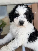 Cooper, a male Bernedoodle and Miniature Bernedoodle for sale in Kandiyohi, MN – 4 of 7