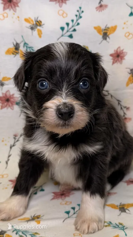  Buttercup-Blue eyes – Bordoodle puppy for sale in Kandiyohi, MN