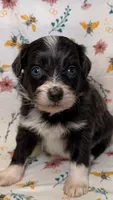  Buttercup-Blue eyes, a male Bordoodle for sale in Kandiyohi, MN – 1 of 3