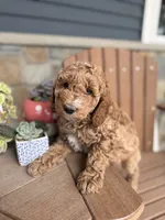 Brooklyn-Moyen, a female Poodle - Miniature  for sale in Kandiyohi, MN – 5 of 7