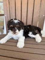 Rocket, a male Bernedoodle and Miniature Bernedoodle for sale in Kandiyohi, MN – 2 of 8
