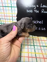 Rachel, a female Cavapoo for sale in Kandiyohi, MN – 3 of 5