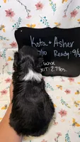 Twix, a female Bordoodle for sale in Kandiyohi, MN – 3 of 3