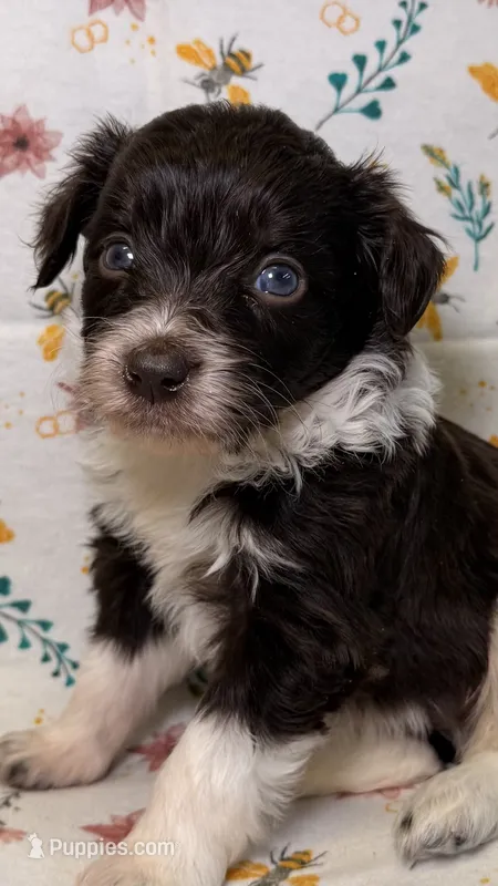 M&M – Bordoodle puppy for sale in Kandiyohi, MN