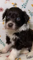 M&M, a male Bordoodle for sale in Kandiyohi, MN – 1 of 3