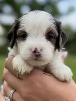 Phoebe-Blue eyes, a female Cavapoo for sale in Kandiyohi, MN – 2 of 4