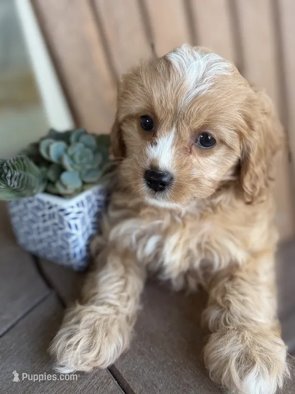 Kate – Cavapoo puppy for sale in Kandiyohi, MN