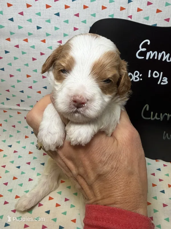 Curry – Cavapoo puppy for sale in Kandiyohi, MN