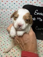 Curry, a male Cavapoo for sale in Kandiyohi, MN – 1 of 5