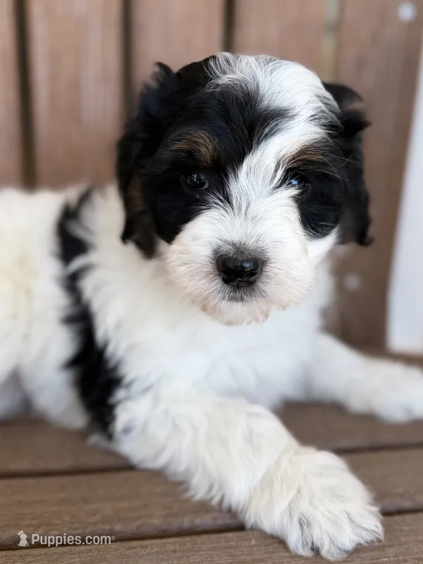 Olaf – Bernedoodle, Miniature Bernedoodle puppy for sale in Kandiyohi, MN