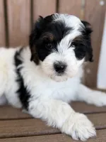 Olaf, a male Bernedoodle and Miniature Bernedoodle for sale in Kandiyohi, MN – 1 of 4