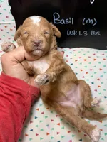 Basil, a male Cavapoo for sale in Kandiyohi, MN – 5 of 5