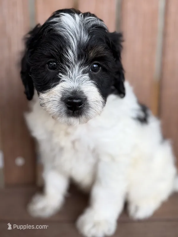 Leo – Bernedoodle, Miniature Bernedoodle puppy for sale in Kandiyohi, MN