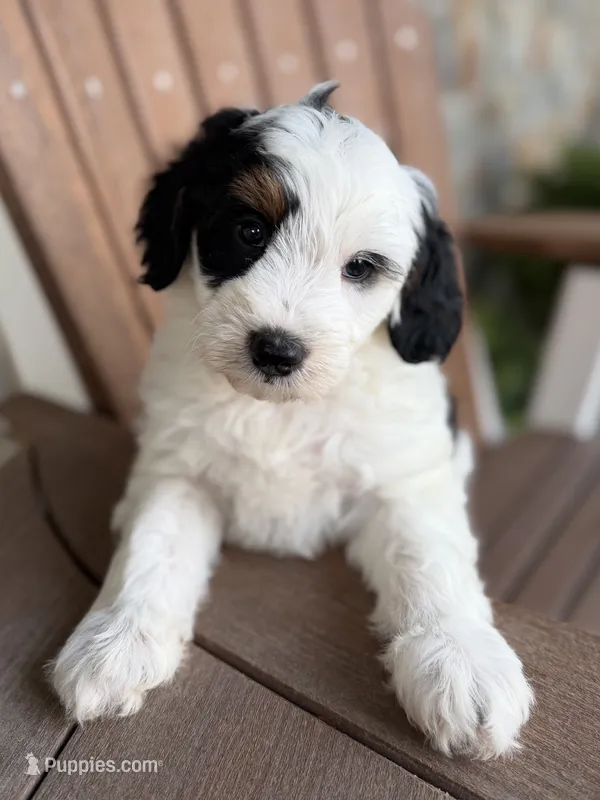 Hank – Bernedoodle, Miniature Bernedoodle puppy for sale in Kandiyohi, MN