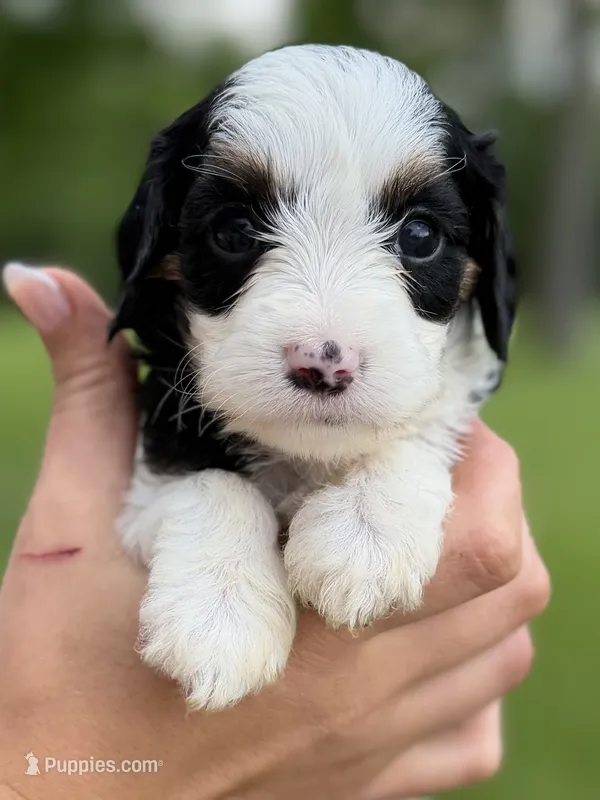 Monica – Cavapoo puppy for sale in Kandiyohi, MN