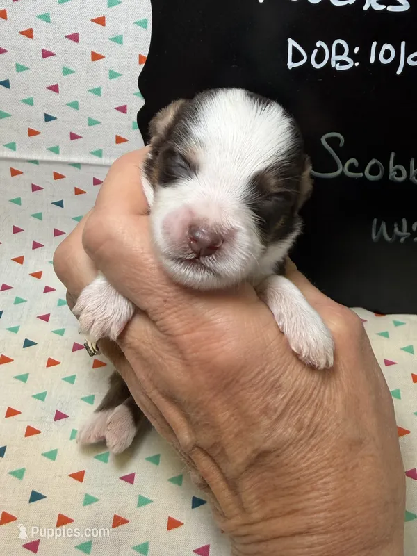 Scobby – Aussiedoodle, Miniature Aussiedoodle puppy for sale in Kandiyohi, MN