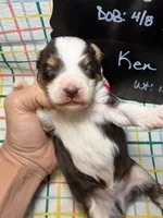 Ken, a male Bernedoodle and Miniature Bernedoodle for sale in Kandiyohi, MN – Photo 4 of 5