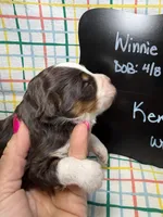 Ken, a male Bernedoodle and Miniature Bernedoodle for sale in Kandiyohi, MN – Photo 3 of 5