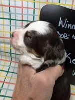 Ken, a male Bernedoodle and Miniature Bernedoodle for sale in Kandiyohi, MN – Photo 2 of 5