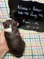 Ken, a male Bernedoodle and Miniature Bernedoodle for sale in Kandiyohi, MN – Photo 5 of 5