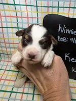 Ken, a male Bernedoodle and Miniature Bernedoodle for sale in Kandiyohi, MN – Photo 1 of 5