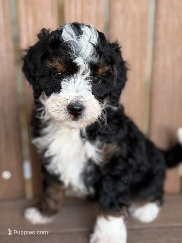 Lola – Bernedoodle, Miniature Bernedoodle puppy for sale in Kandiyohi, MN
