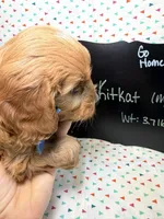 processed/d78364ba-f28e-479a-8548-3940ecf854ca/listing/f2f37a97-3f8b-41d2-a252-e4ee09acb7fa/6dbf3cc3-bb97-4bb2-88be-bfdc3620ffe5