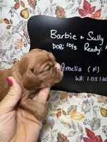 Amelia, a female Cavalier King Charles Spaniel for sale in Kandiyohi, MN – 2 of 5