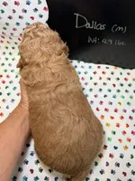 Dallas, a male Poodle - Miniature  and Poodle - Standard  for sale in Kandiyohi, MN – 4 of 4