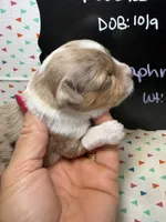 Daphne, a female Aussiedoodle and Miniature Aussiedoodle for sale in Kandiyohi, MN – 2 of 5