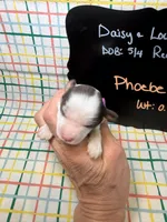 Phoebe, a female Cavapoo for sale in Kandiyohi, MN – 2 of 4