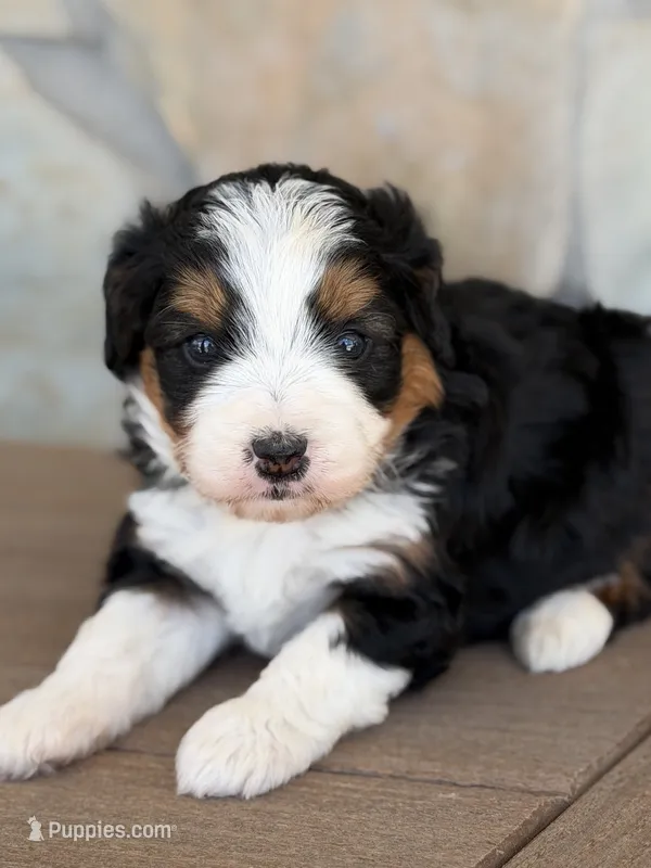 Olive – Bernedoodle, Miniature Bernedoodle puppy for sale in Kandiyohi, MN