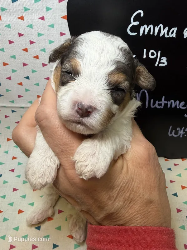 Nutmeg – Cavapoo puppy for sale in Kandiyohi, MN