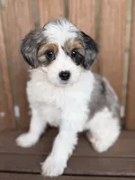 Molly, a female Bernedoodle and Miniature Bernedoodle for sale in Kandiyohi, MN – 4 of 5