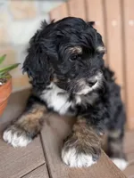 Peach, a female Bernedoodle and Miniature Bernedoodle for sale in Kandiyohi, MN – 8 of 8