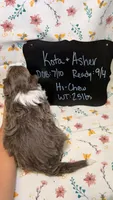 Hi Chew-Blue eyes, a male Bordoodle for sale in Kandiyohi, MN – 3 of 3