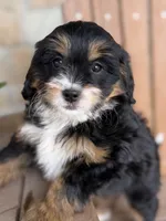 Honey, a female Miniature Bernedoodle for sale in Kandiyohi, MN – 4 of 5