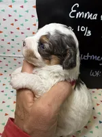 Nutmeg, a female Cavapoo for sale in Kandiyohi, MN – 2 of 5