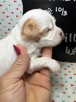 Dill, a male Cavapoo for sale in Kandiyohi, MN – 2 of 5