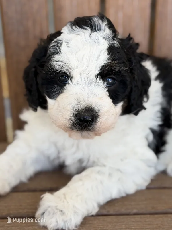 Cooper – Bernedoodle, Miniature Bernedoodle puppy for sale in Kandiyohi, MN