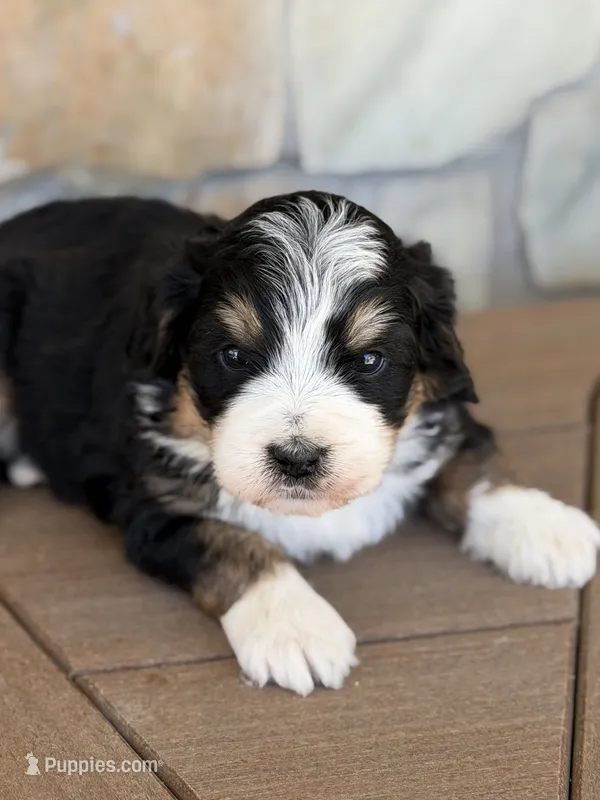 Maple – Bernedoodle, Miniature Bernedoodle puppy for sale in Kandiyohi, MN