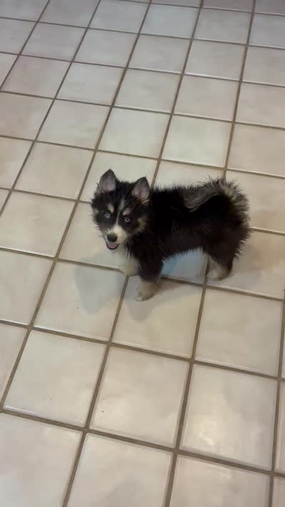 Cannoli, a female Pomsky for sale in Dunedin, FL – 4 of 4