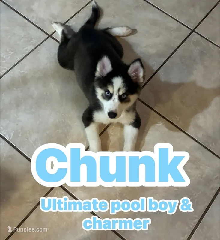 Chunk – Pomeranian, Pomsky puppy for sale in Dunedin, FL
