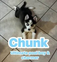 Chunk, a male Pomeranian and Pomsky for sale in Dunedin, FL – 1 of 6