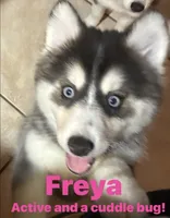 Frea, a female Pomeranian and Pomsky for sale in Dunedin, FL – 2 of 3