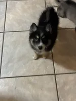 Cannoli, a female Pomsky for sale in Dunedin, FL – 3 of 4