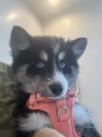 Cannoli, a female Pomsky for sale in Dunedin, FL – 2 of 4
