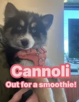 Cannoli, a female Pomsky for sale in Dunedin, FL – 1 of 4