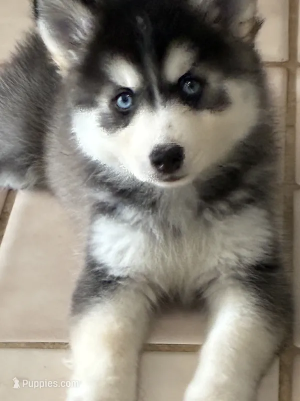 Frea – Pomeranian, Pomsky puppy for sale in Dunedin, FL