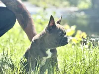 Hannuman, a male Frenchton for sale in Seattle, WA – 4 of 8